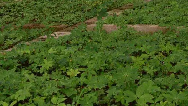 重楼种植条件 重楼人工种植方法