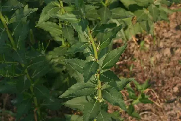 预测2019年草药种植什么最赚钱