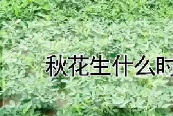 秋花生什么时候种