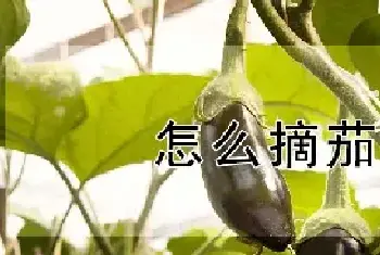 怎么摘茄子