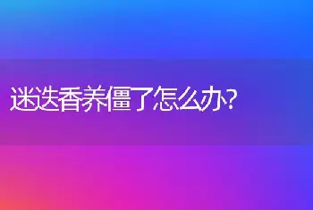 迷迭香养僵了怎么办？