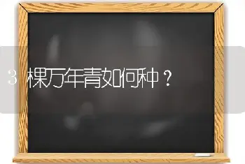 3棵万年青如何种？