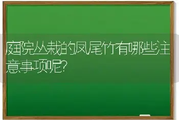 庭院丛栽的凤尾竹有哪些注意事项呢？