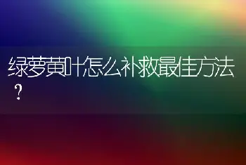 绿萝黄叶怎么补救最佳方法？