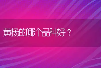 黄杨的哪个品种好？