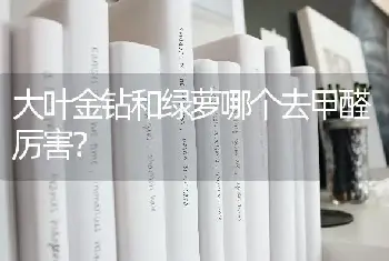 大叶金钻和绿萝哪个去甲醛厉害？