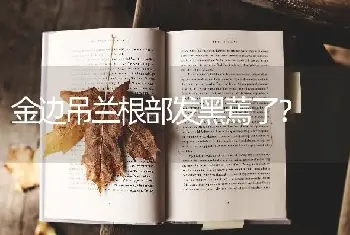 金边吊兰根部发黑蔫了？