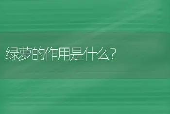 绿萝的作用是什么？