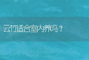 云竹适合室内养吗？