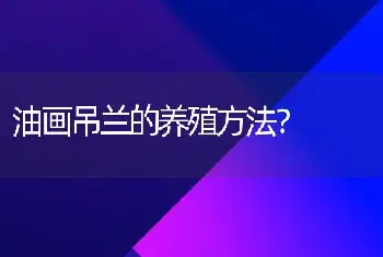 油画吊兰的养殖方法？