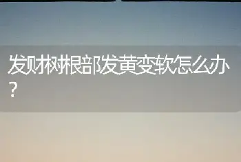 发财树根部发黄变软怎么办？