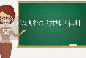 怎么养发财树花才能长得旺盛？