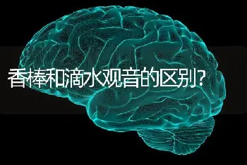 香棒和滴水观音的区别？