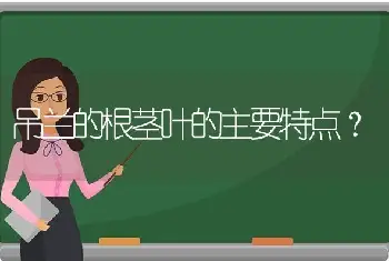 吊兰的根茎叶的主要特点？