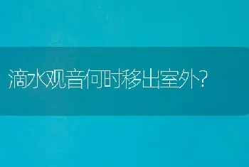 滴水观音何时移出室外？