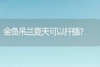 金鱼吊兰夏天可以扦插？