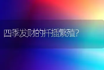 四季发财的扦插繁殖？