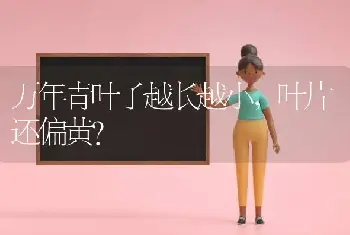 万年青叶子越长越小，叶片还偏黄？