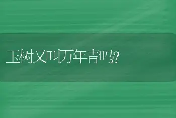 玉树又叫万年青吗？