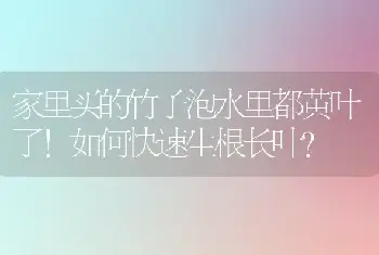 家里买的竹子泡水里都黄叶了!如何快速生根长叶？