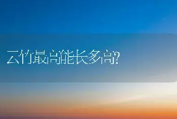 云竹最高能长多高？