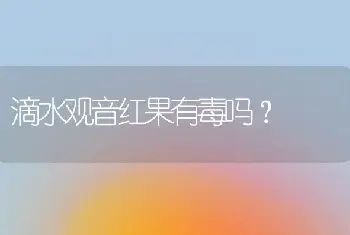 滴水观音红果有毒吗？