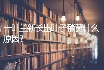 一叶兰新长出叶子稍黄什么原因？