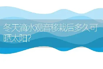 冬天滴水观音移栽后多久可晒太阳？