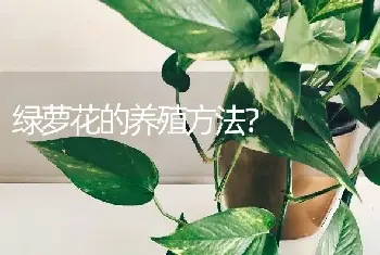 绿萝花的养殖方法？