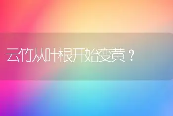 水培富贵竹没有生根前用不用加硫酸亚铁？