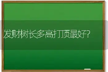 发财树长多高打顶最好？