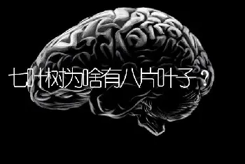 七叶树为啥有八片叶子？