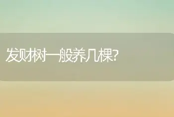 发财树一般养几棵？