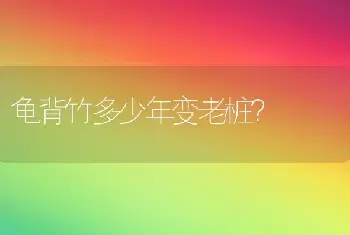 龟背竹多少年变老桩？