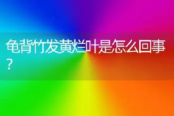 龟背竹发黄烂叶是怎么回事？