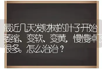 最近几天发财树的叶子开始萎缩、变软、变黄，慢慢掉了很多。怎么治治？