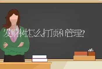 发财树怎么打顶和管理？