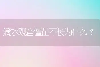 滴水观音僵苗不长为什么？