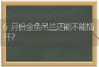 6月份金鱼吊兰还能不能插扦？