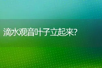 滴水观音叶子立起来？