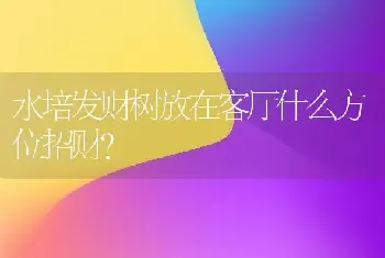 水培发财树放在客厅什么方位招财？