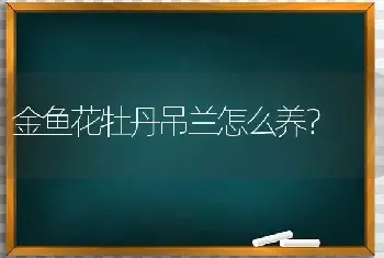 金鱼花牡丹吊兰怎么养？