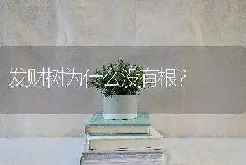 发财树为什么没有根？