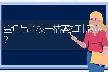 金鱼吊兰枝干枯萎掉叶腐烂？