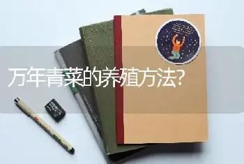 万年青菜的养殖方法？