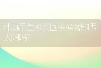 油画吊兰刚买回来换盆能晒太阳吗？