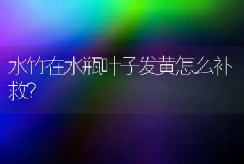 水竹在水瓶叶子发黄怎么补救？