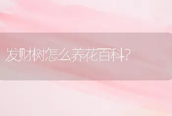 发财树怎么养花百科？