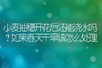 小麦抽穗开花后还能浇水吗？如果春天干旱该怎么处理