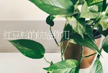 红豆杉的抗癌作用